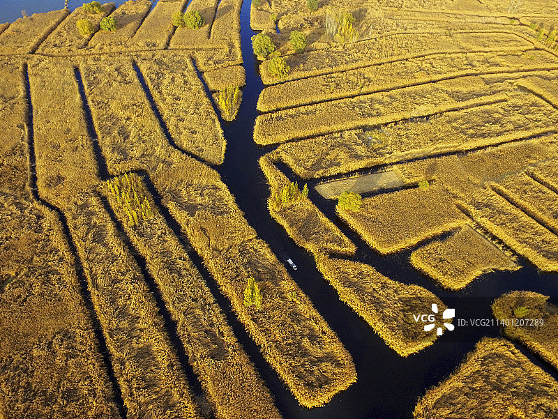 白洋淀秋天金黄的芦苇图片素材