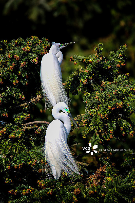 《大白鹭夫妻》图片素材