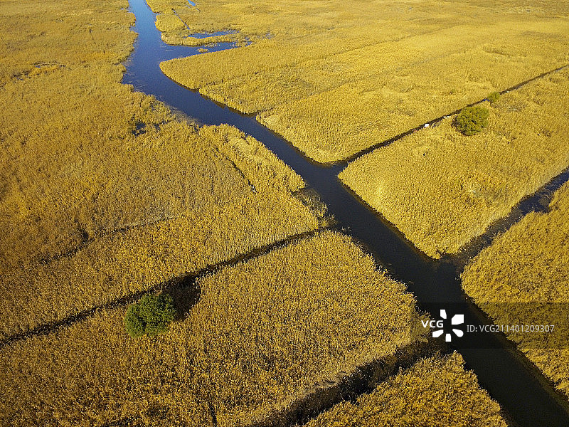 金黄色的芦苇图片素材