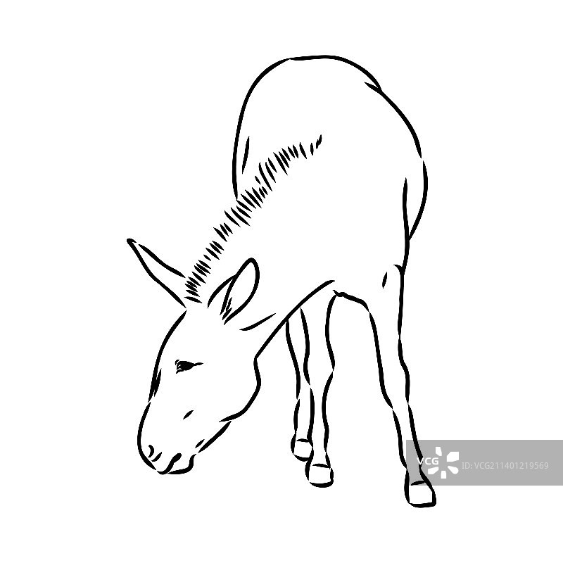 白色背景上手绘驴图片素材