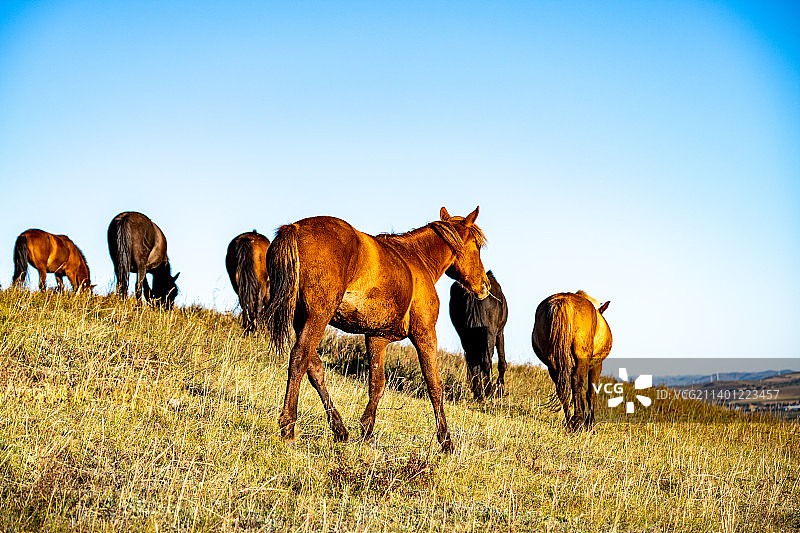 纯净蓝色天空背景映衬下的河北承德丰宁坝上草原秋色与正在草甸觅食吃草的马儿图片素材