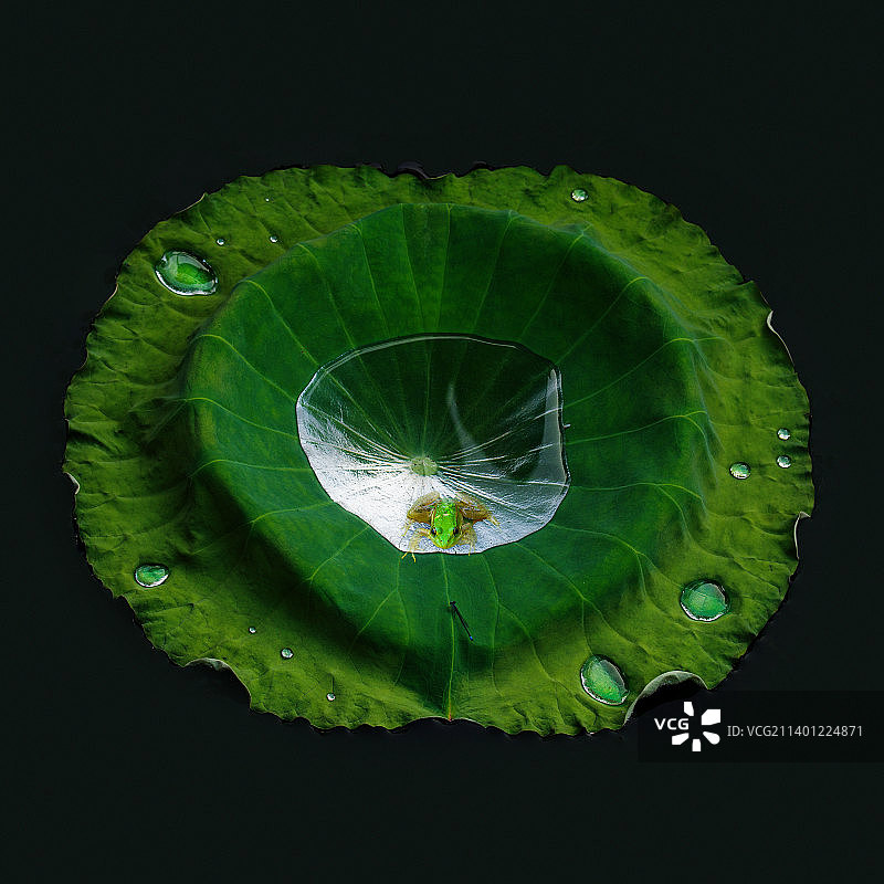 荷塘闲话图片素材