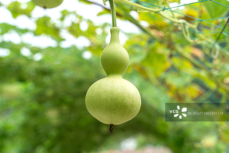 生长中的葫芦图片素材