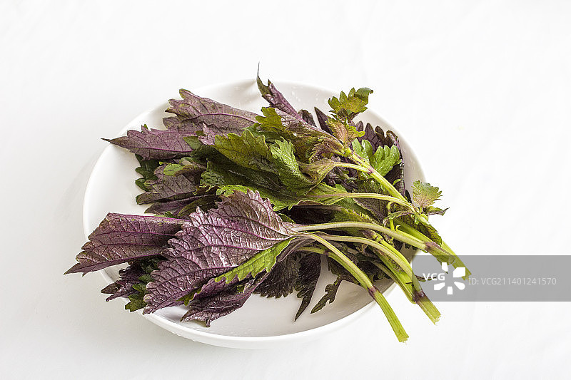 新鲜的紫苏叶苏叶赤苏图片素材