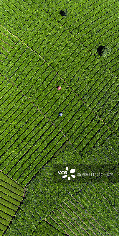 湄潭·中国茶海图片素材