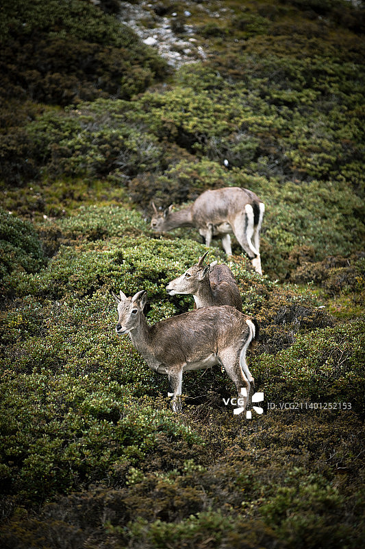 亚丁生命力图片素材