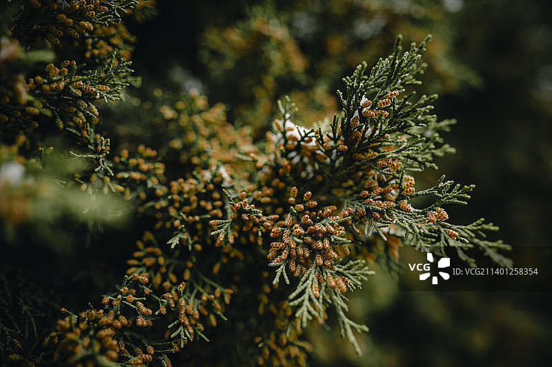 北京第一场春雪下的松针雪中摇曳，天然的莫兰迪配色深触我心图片素材
