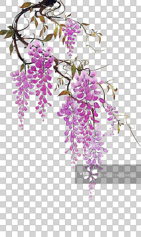 紫藤花图片素材