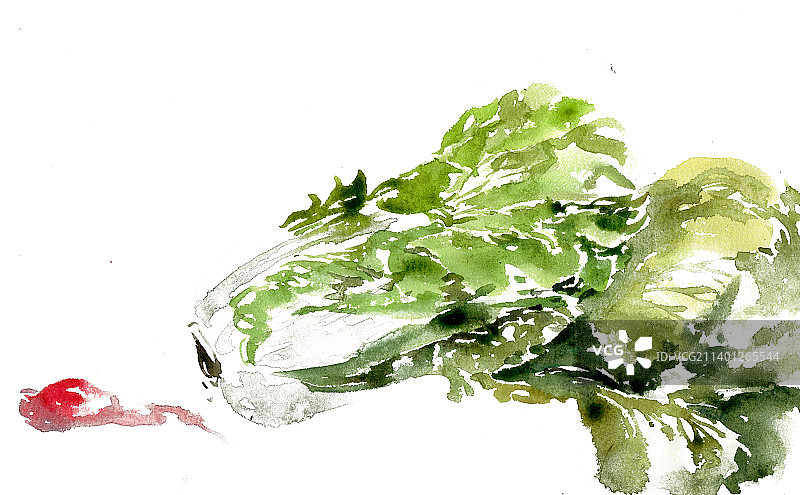 白菜与红萝卜图片素材