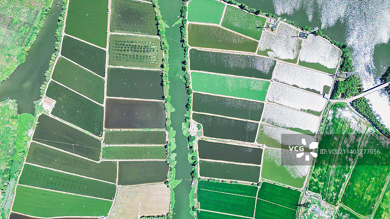 绍兴鉴湖水稻田图片素材