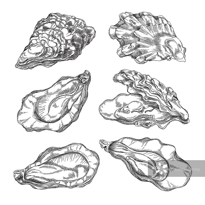 可食用软体动物牡蛎壳素描图片素材