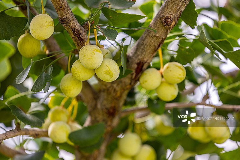 野生的银杏树及其果实 银杏图片素材