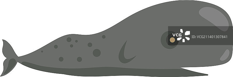 抹香鲸图片素材