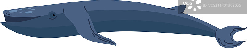 长须鲸图片素材