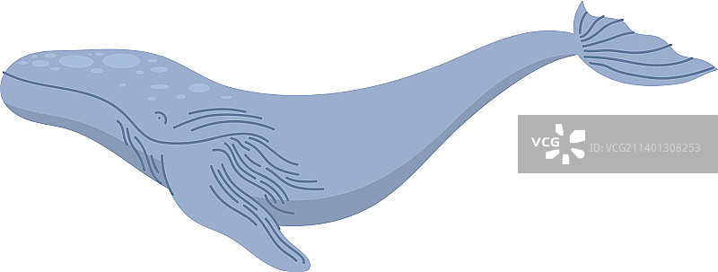 灰色鲸鱼图片素材