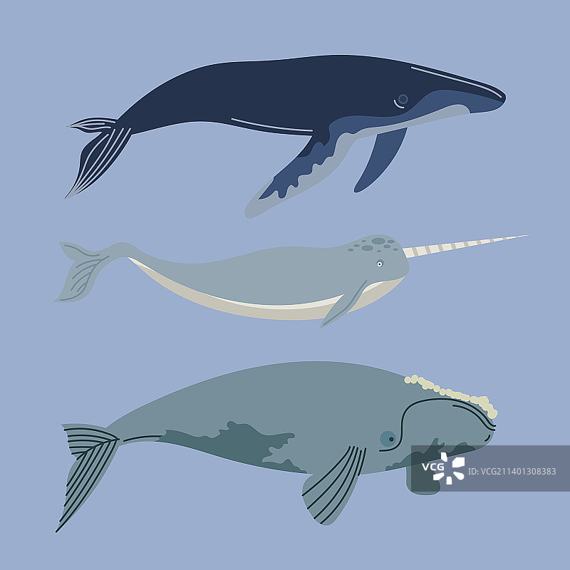 三条鲸鱼海洋生物图片素材