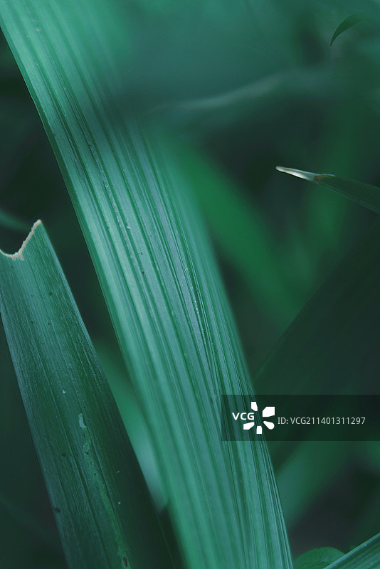 传统中药 仙茅图片素材