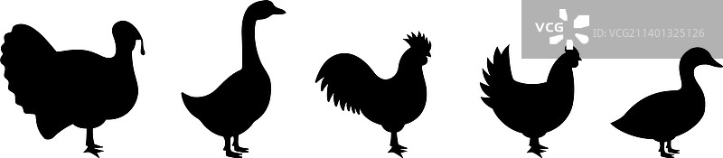 农场鸟类剪影合集：火鸡和鸡图片素材