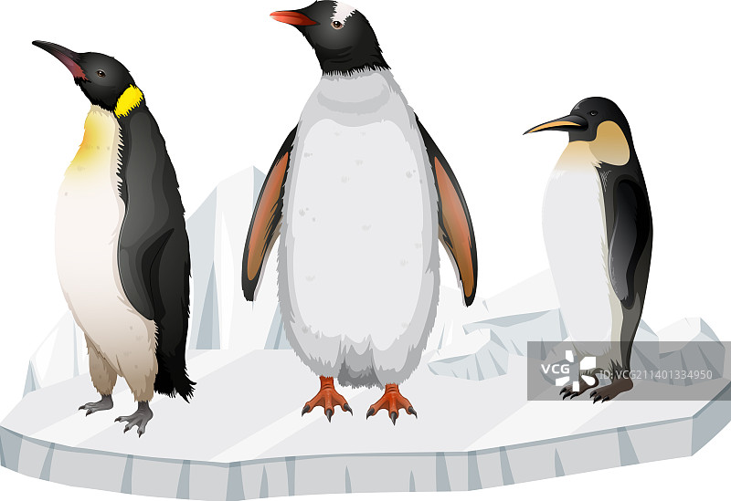 企鹅站在冰原上图片素材