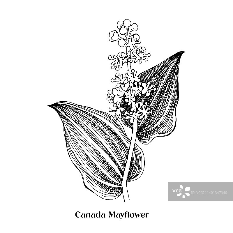 加拿大玉竹图片素材