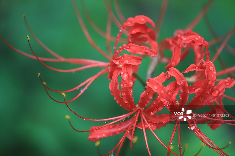 绽放曼珠沙华图片素材