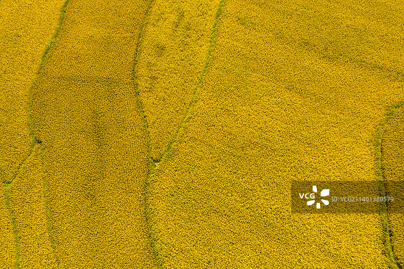 航拍水稻梯田图片素材