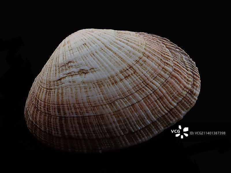 紫晃蛤图片素材