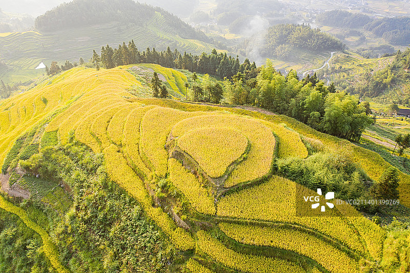 航拍紫鹊界梯田秋色图片素材