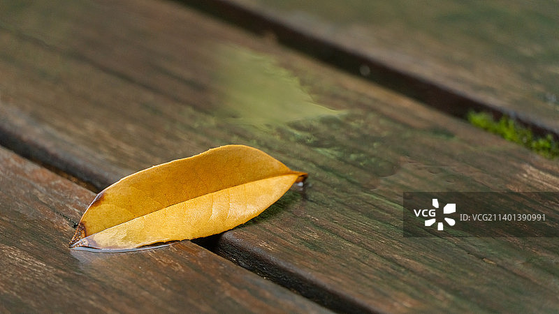 秋天雨后木地板上的落叶特写图片素材