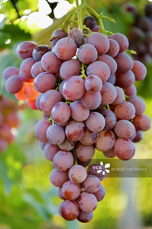 紫葡萄图片素材