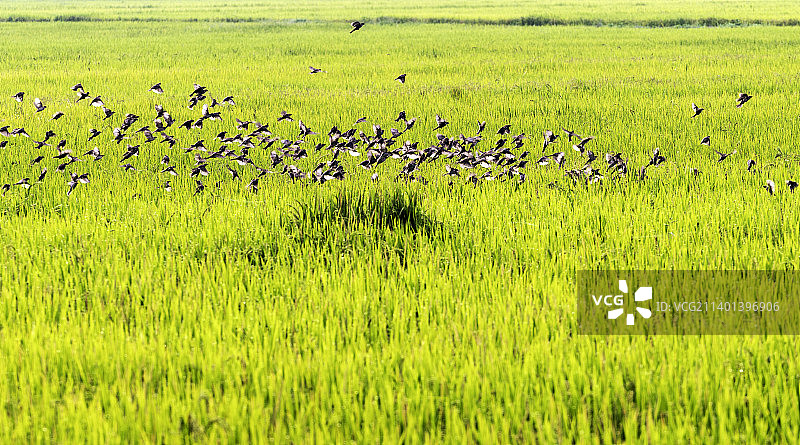 稻田里的鸟群图片素材