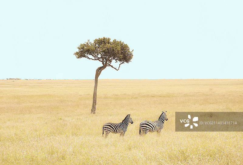 肯尼亚马赛马拉的斑马图片素材