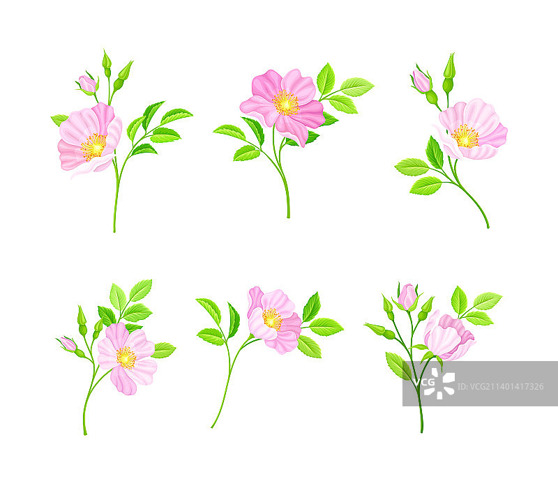 淡粉色犬蔷薇图片素材