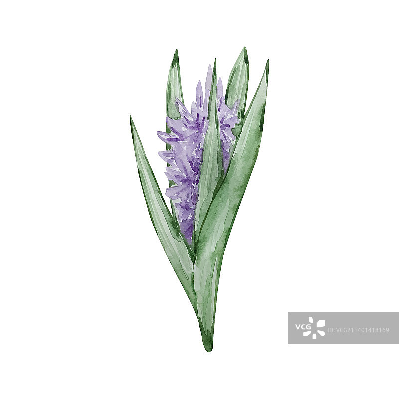 水彩花园紫色花朵图片素材