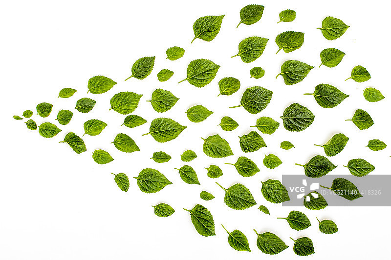 绿色的薄荷叶图片素材