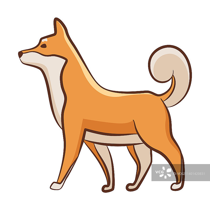 顽皮的宠物柴犬站立图片素材