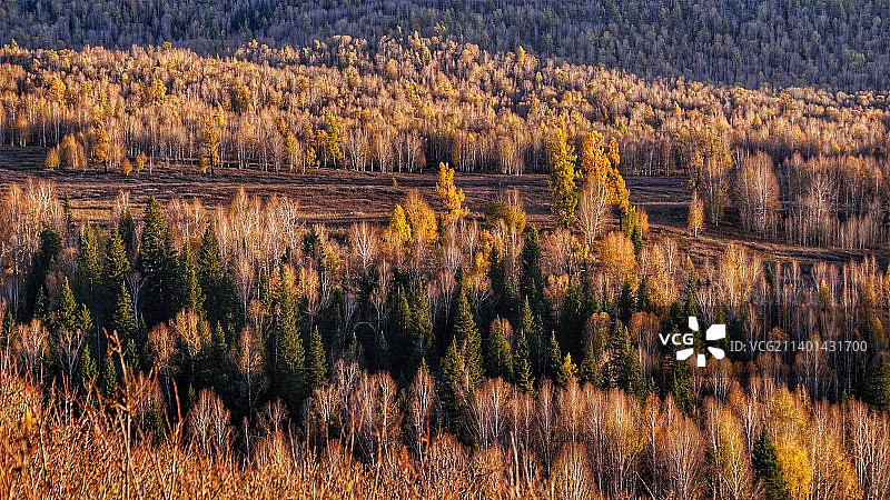 深秋的禾木白桦林图片素材