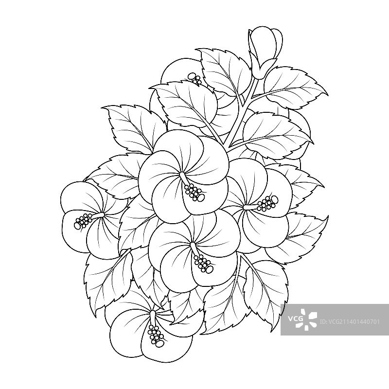 普通芙蓉花填色页图片素材