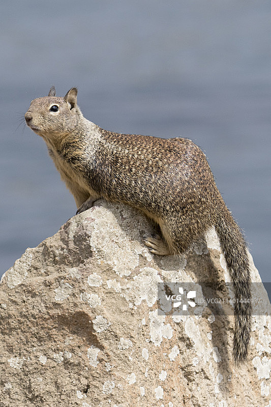 加州地松鼠图片素材