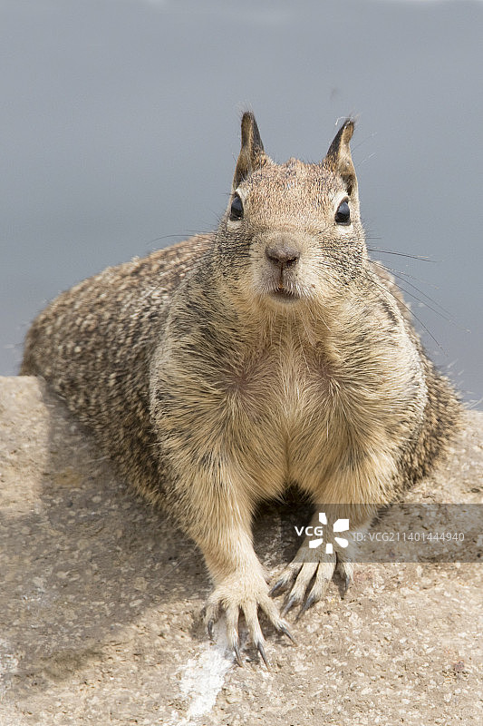 加州地松鼠正面照图片素材