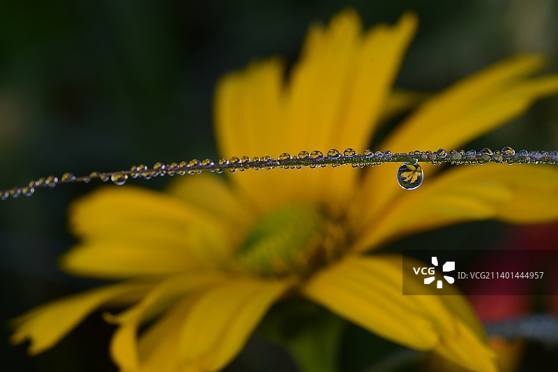 见微知著图片素材