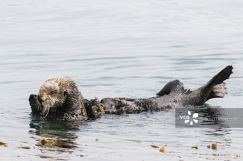 南加州海獭用海带包裹身体以便休息图片素材