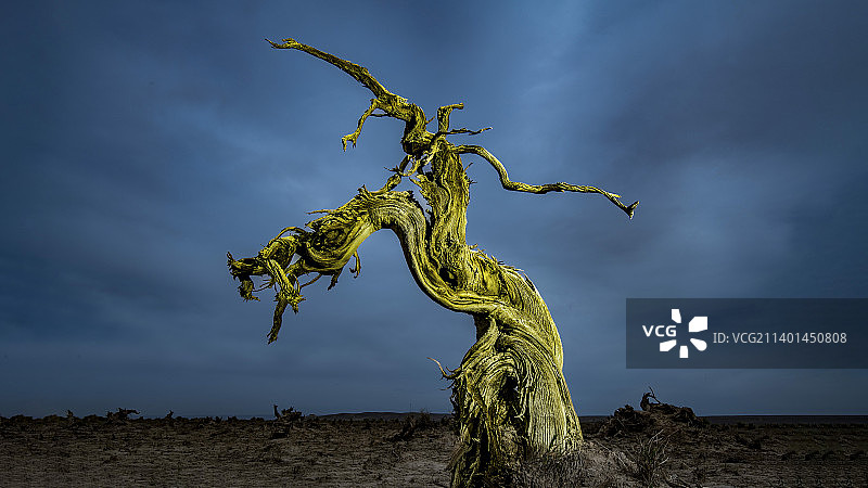 龙飞凤舞图片素材