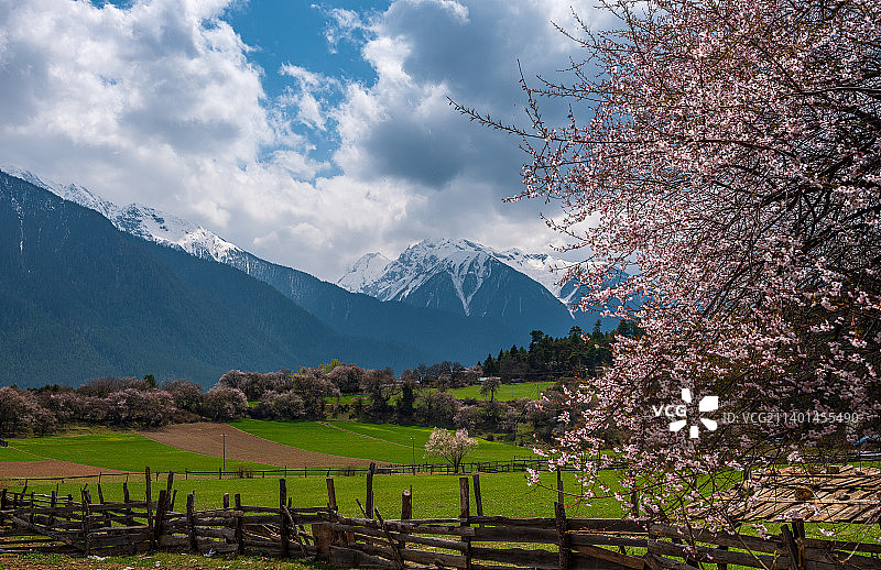 中国西藏林芝桃花雪山景色图片素材