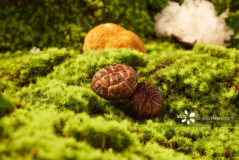 森林的菌菇蘑菇图片素材