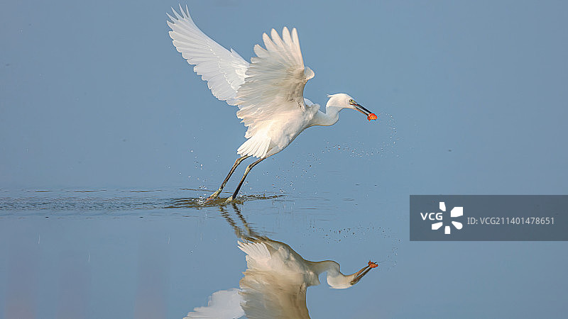 白鹭吃红鱼图片素材