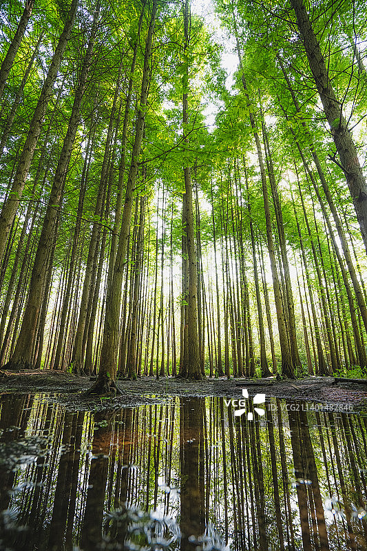 森林中的水杉木图片素材