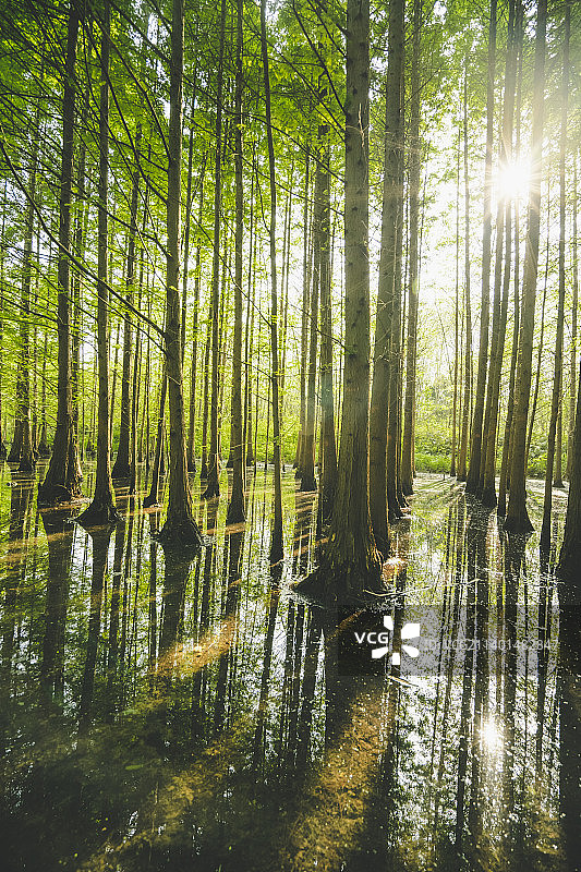 森林中的水杉木图片素材