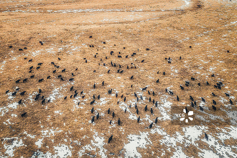 航拍四川甘孜州红原县大草原上的牦牛群图片素材