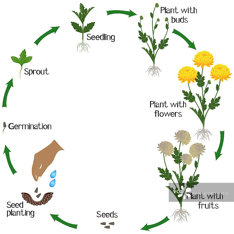 黄色菊花的生长周期图片素材
